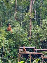 Semenggoh Orangutan Sanctuary — A Rare Encounter in Borneo
