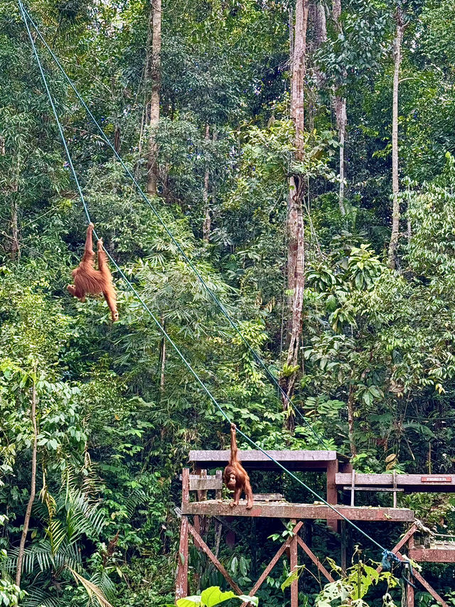 Semenggoh Orangutan Sanctuary — A Rare Encounter in Borneo