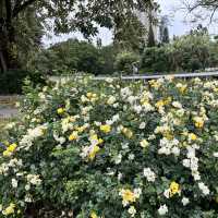 Shenzhen’s Hidden Gem: 人民公园 (People’s Park)