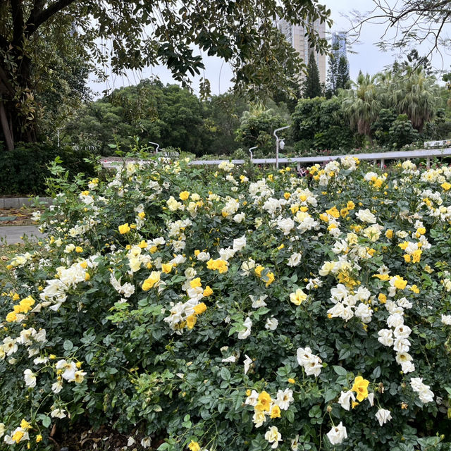 Shenzhen’s Hidden Gem: 人民公园 (People’s Park)