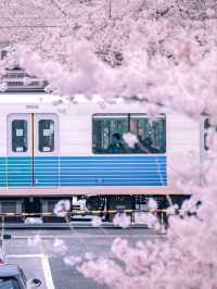 🚋 Cherry Blossoms + Train, a Perfect Drama Scene