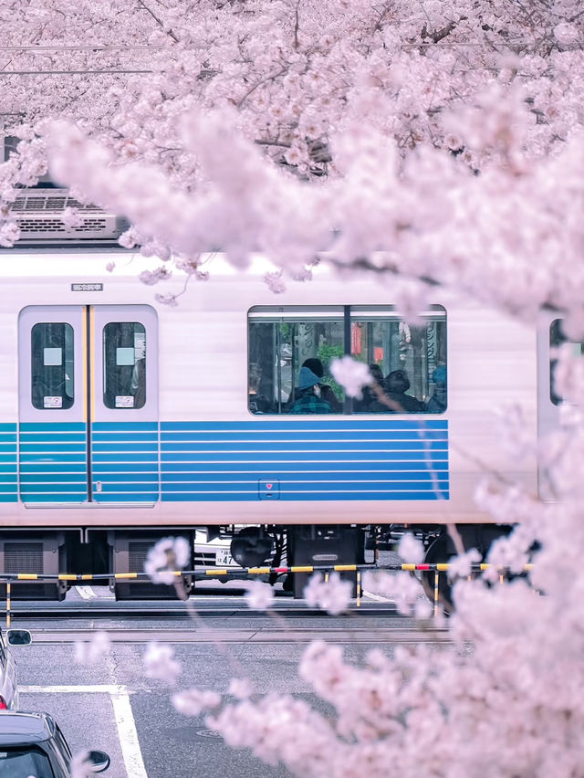 🚋 Cherry Blossoms + Train, a Perfect Drama Scene