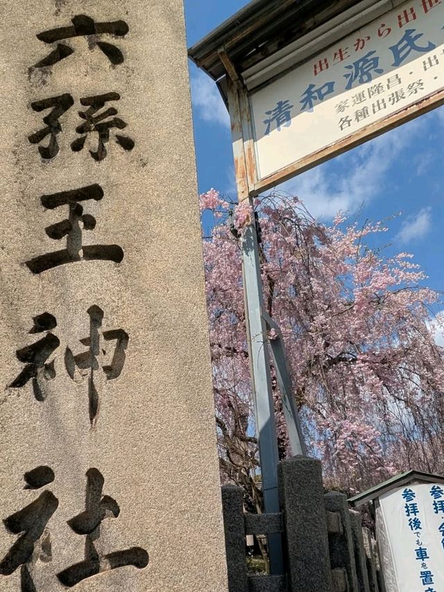 Sakura Spot No One’s Talking About 🌸
