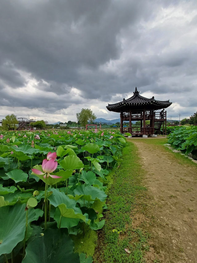When in Haman Lotus Theme Park