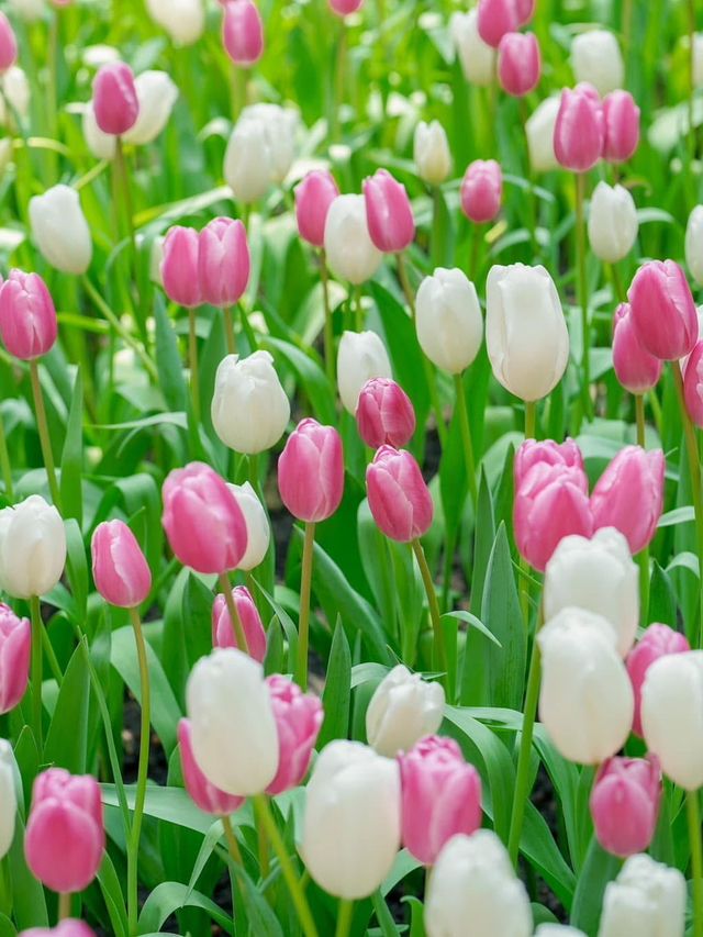 📍: Miracle of Natural🌷โครงการ PTT LN
