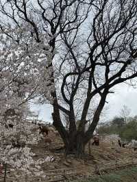 Alpaca World Wonders: Unexpected Nature Finds Beyond the Furry Friends