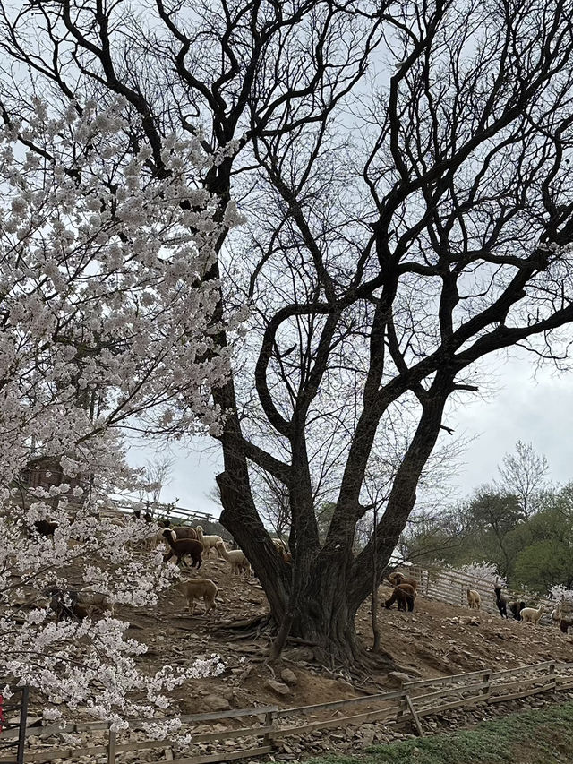 Alpaca World Wonders: Unexpected Nature Finds Beyond the Furry Friends