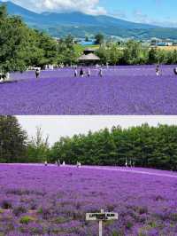 🍃 Summer in Furano, Hokkaido — Must-Visit Spots! 🌸✨
