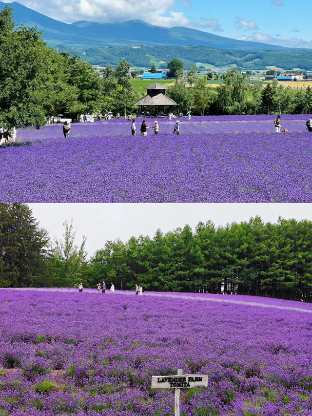 🍃 Summer in Furano, Hokkaido — Must-Visit Spots! 🌸✨