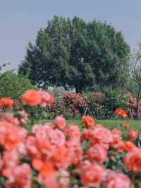 ☀️Taiyanggong Park! My absolute favorite rose garden 🌹✨