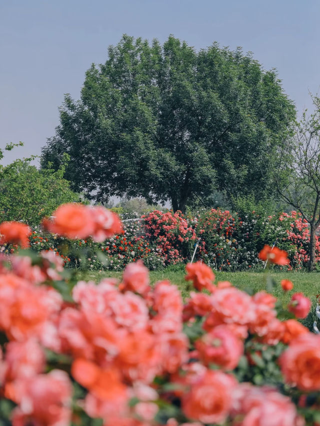 ☀️Taiyanggong Park! My absolute favorite rose garden 🌹✨
