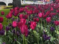 Keukenhof ทุ่งทิวลิปแดนดินสรวงสวรรค์