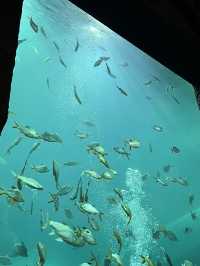 ไปดูปลากันที่ พิพิธภัณฑ์สัตว์น้ำจังหวัดหนองคาย 🐠