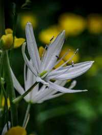 Wimpole Estate in Spring: A Whitsun Escape into Blooming Beauty