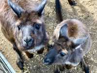 Sydney’s Wildest Family Day Out – Unforgettable Moments at Featherdale!