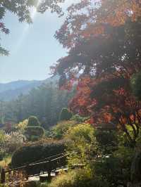 【ソウル近郊】ロケ地によくなる樹木園🌲