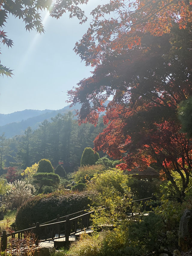 【ソウル近郊】ロケ地によくなる樹木園🌲