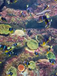 Sea Shell Aquarium Phu Quoc