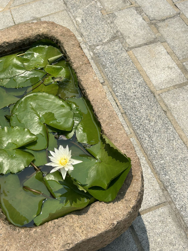 🌿 고즈넉한 한옥길에서의 여유로운 산책, 북촌한옥마을