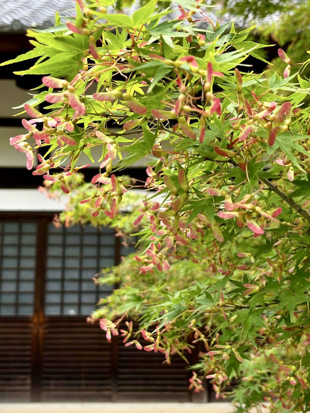 A Peaceful Day Strolling in Nagaokakyo