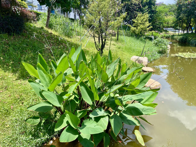 深圳萬豐湖濕地公園✨🌴城市中的自然綠洲🏞️