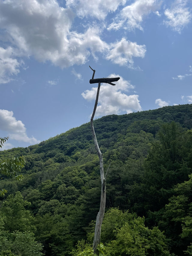 포항 산속에 숨겨진 비밀같은 공간, 선류산장☁️