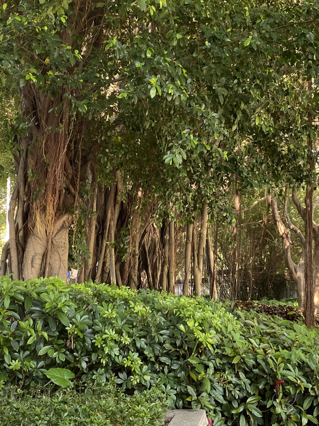 想不到深圳中山公園是這麼吸引的！！