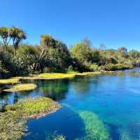 Te Waikoropupu Springs: A Natural Wonder! 💧🌿