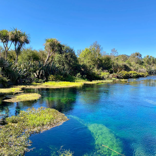 Te Waikoropupu Springs: A Natural Wonder! 💧🌿