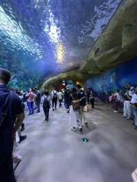 親子遊🇨🇳珠海長隆海洋王國🌊🐬🐋🐟全攻略