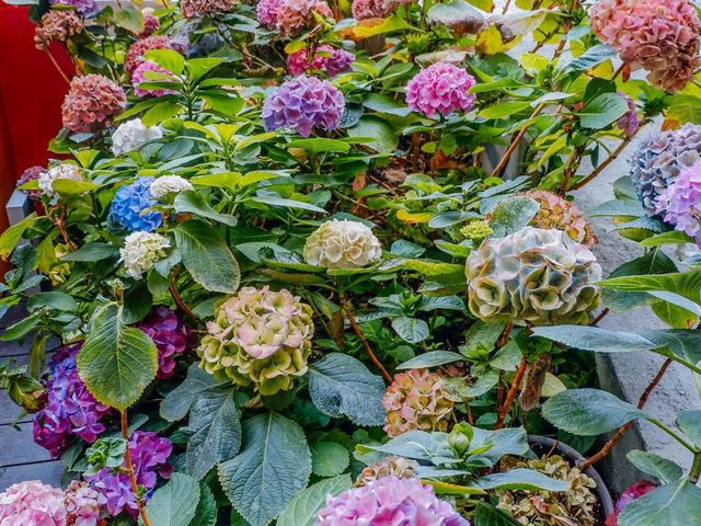 🌷 Flora Exhibition Hall ระยอง 🌧️