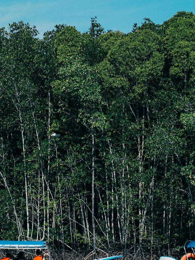 Langkawi Mangrove Tour – Nature, Eagles & Jungle Vibes! 🌿🦅