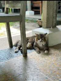 🐾First Meal in Langkawi – Cats, Grass & Chill at NAM Restaurant