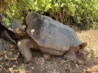 【チャールズ・ダーウィン研究所｜進化の宝庫＆ガラパゴス保全の最前線🐢】