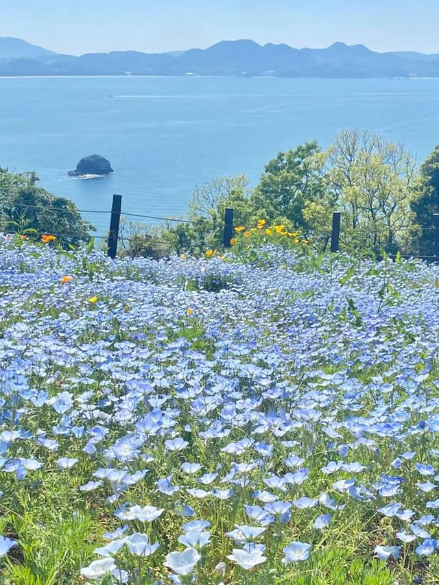 【福岡の隠れ楽園🌺】能古島でのんびり島時間を満喫しよう