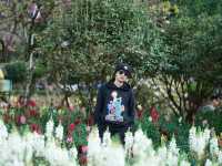 สวนซากุระ สถานีเกษตรหลวงอ่างขาง