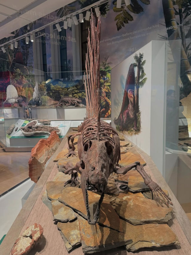 🏛️【知的好奇心が爆発！ロイヤル・オンタリオ博物館で世界を旅する】