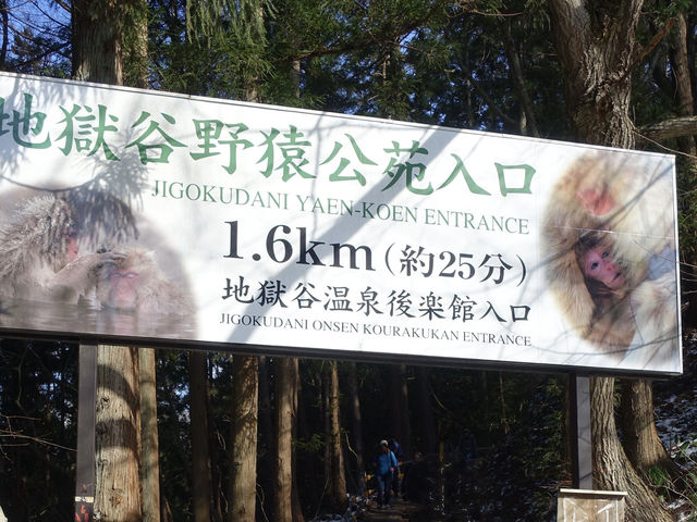 🐒 Jigokudani Yaen-Koen – A Snow Monkey Experience Worth the Hike