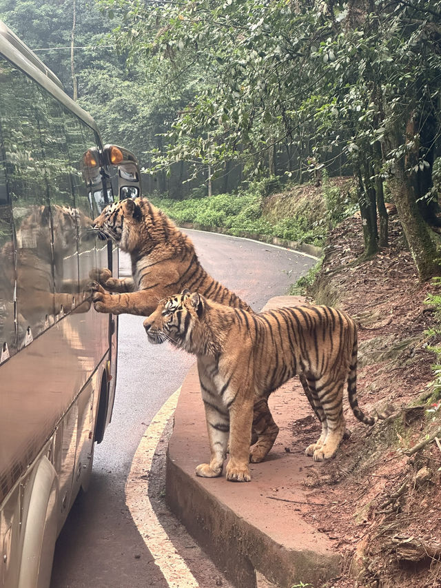A Perfect Blend of Nature and Wildlife