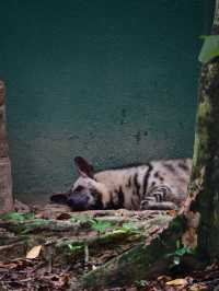 Did You Know?Your Birthday=FREE Entry To Zoo Negara!