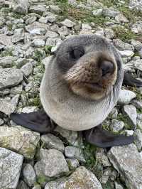 I have never been that close to a seal.