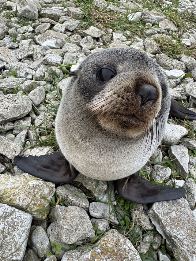 I have never been that close to a seal.