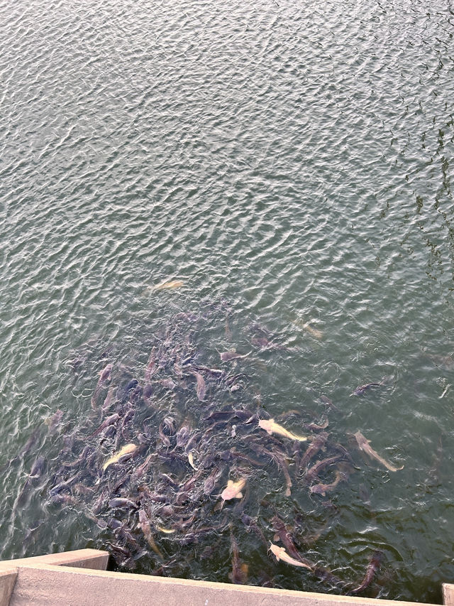 ไปให้อาหารปลากัน @บึงหนองบอน กทม 🌇🐟