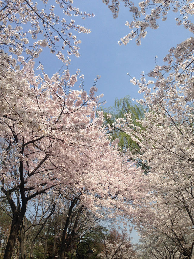 석촌호수, 벚꽃 필 무렵