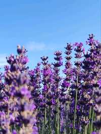 Soul of Purple, Essence of Scent