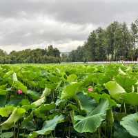 🌿 A Peaceful Escape in Kunming: Green Lake Park (翠湖) 🌿
