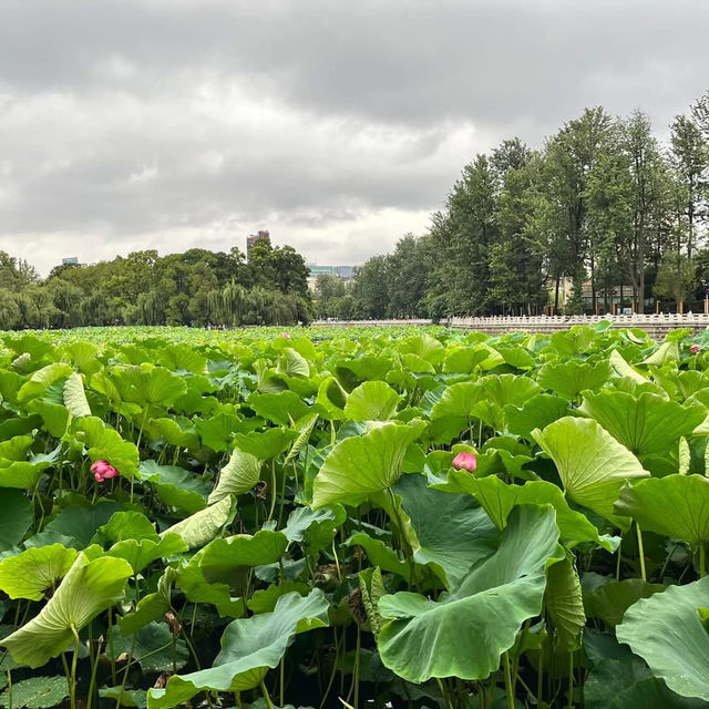 🌿 A Peaceful Escape in Kunming: Green Lake Park (翠湖) 🌿