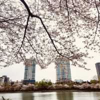 Solo Serenity at Seokchon Lake: Seoul’s Cherry Blossom Paradise** 🌸🚶♀️   