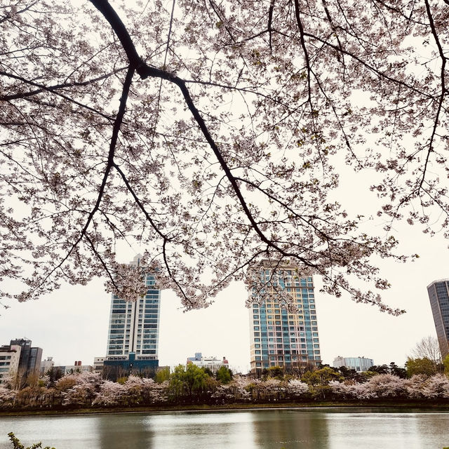 Solo Serenity at Seokchon Lake: Seoul’s Cherry Blossom Paradise** 🌸🚶♀️   