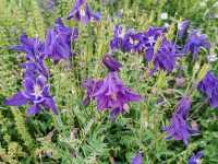 A Sea of Flowers, A Tranquil Heart